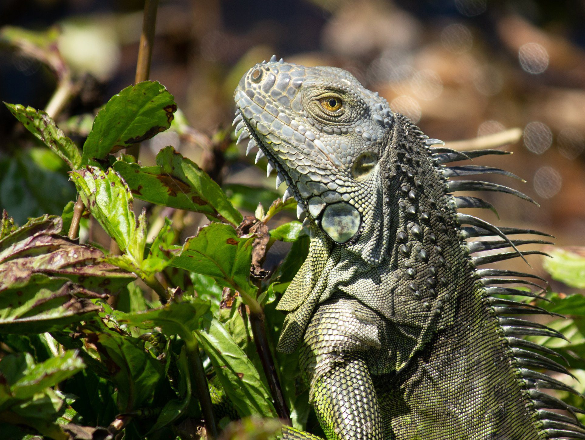 How to get rid of iguanas? IGUANA REMOVAL